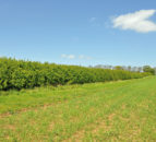 GWCT piloting Hedgerow Carbon Code on three farms