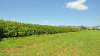 GWCT piloting Hedgerow Carbon Code on three farms
