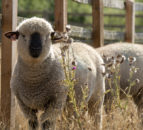 Blenheim Estate welcomes Hampshire Down rams