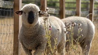 Blenheim Estate welcomes Hampshire Down rams