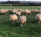 ‘High worm egg counts being seen in a lot of places’