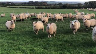 ‘High worm egg counts being seen in a lot of places’