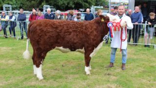 Opinion: NI agri show societies deliver in spades