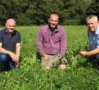 Multi-species sward integral part of grazing regime on NI dairy farm