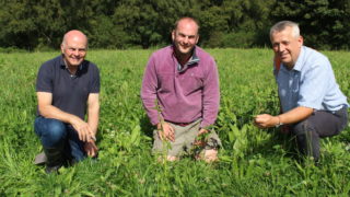 Multi-species sward integral part of grazing regime on NI dairy farm
