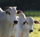 Royal DSM acquires animal nutrition company in Brazil