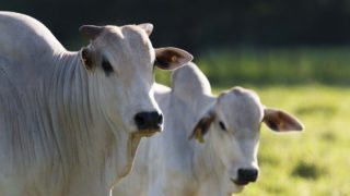 Royal DSM acquires animal nutrition company in Brazil