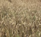 Survey: High input costs accelerate uptake of agtech