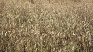 Survey: High input costs accelerate uptake of agtech