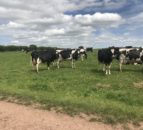 More dairy cows in Co. Tipperary than Scotland