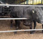 Video: Japanese ‘mega farm’ produces milk and Wagyu beef