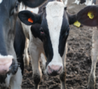 Animal activists protest at UK Dairy Day in Telford