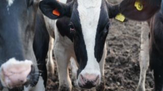 Animal activists protest at UK Dairy Day in Telford