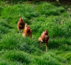 Bird flu case confirmed on Isle of Man