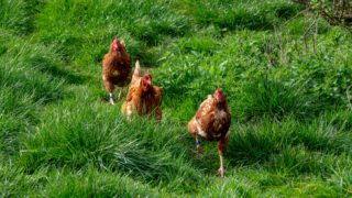 Bird flu: Calls for Defra to extend housing measures nationwide
