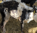 Dorset dairy farm fined £52,000 for causing unnecessary suffering