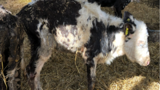 Dorset dairy farm fined £52,000 for causing unnecessary suffering