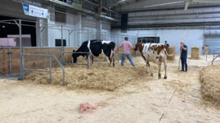 UK Dairy Day: What you need to know