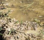 Farmer convicted and fined for water pollution