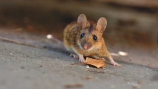 One week to go until snares and glue traps ban in Wales