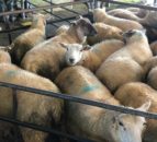 UK sheepmeat imports rise in June but exports fall