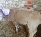 Dorset dog attack: Surviving sheep left with no ears