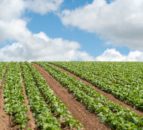 Inflation within food sector is ‘well above’ published levels