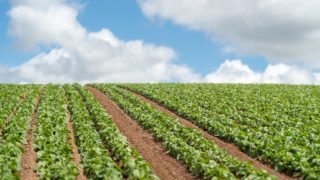 Inflation within food sector is ‘well above’ published levels