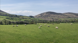 UK sheepmeat production up slightly in August