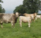 Sexed semen proving to be a success on NI suckler farm