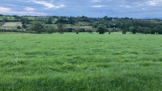 Building grass now for next spring
