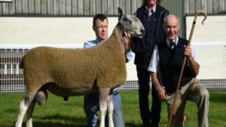 ‘Strong sales’ at NSA Wales & Border ram sale