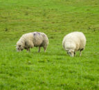 Farming and land could be UK's largest source of emissions in a decade - ECIU