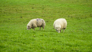 Bluetongue virus restricted zone declared in Norfolk and Suffolk