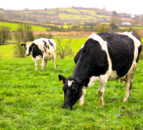 Worchester farm undergoes 'TB shutdown' following positive tests