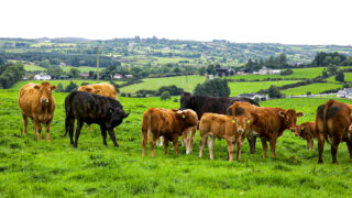 NIFDA: ‘Stable politics’ needed for sustainable food production