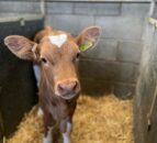 ForFarmers national roadshow focuses on youngstock