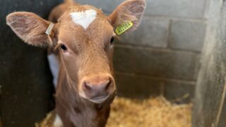 ForFarmers national roadshow focuses on youngstock