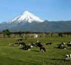 New Zealand parliament votes to end live exports by sea
