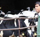 BVA calls on Sunak to prioritise animal welfare