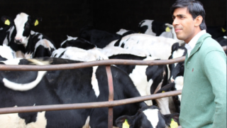 BVA calls on Sunak to prioritise animal welfare