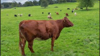 ‘Tackling endemic disease has a clear impact on farm efficiency’ – AHWNI