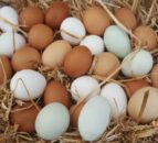 NFU encourages egg producers to share their story