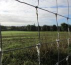 North Wales: 10 Bluefaced Leicester ewes stolen from Denbigh