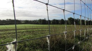 North Wales: 10 Bluefaced Leicester ewes stolen from Denbigh