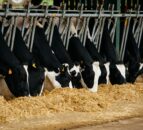 Growing threat of mycotoxins in silage