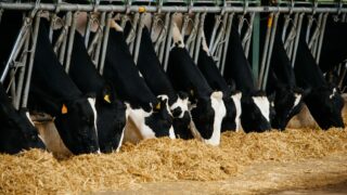 Growing threat of mycotoxins in silage