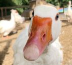 Bird flu suspected at Jimmy's Farm and Wildlife Park