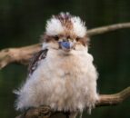 Jimmy’s Farm tests negative for bird flu after brief scare