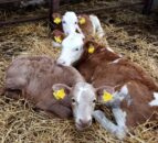 The 'horrendous' cost of BVD infection for farmers - AHWNI